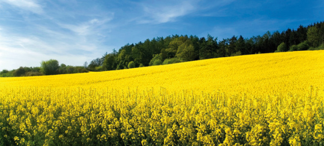 Biomassenutzung